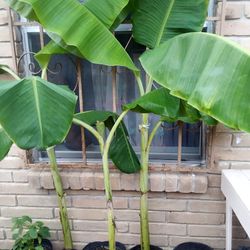 🍌 Lady Finger Banana Trees 🍌