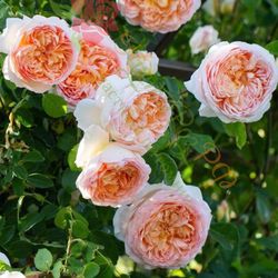 English climbing rose Bathsheba 