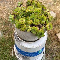 Beautiful, Large Hens And Chicks Displayed In White Ceramic Pot 