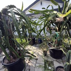 Dragonfruit Trellises 