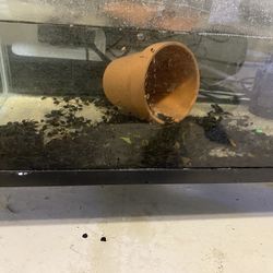Aquarium Items