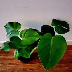 Split Leaf Philodendron
