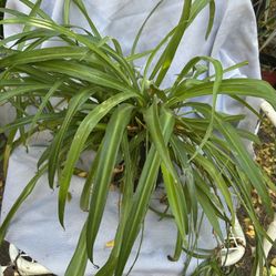 Spider Plant 