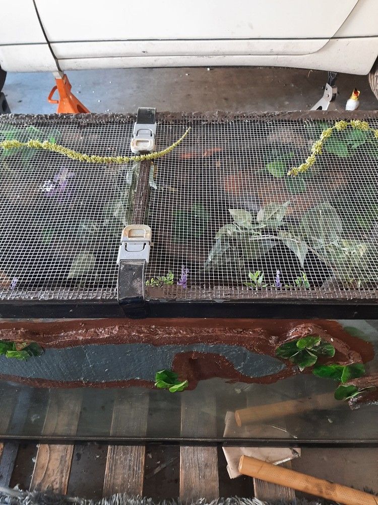 REPTILE ENCLOSURE BY ELLIOTT FEATURING A BEARDED DRAGON CONDO 23rd