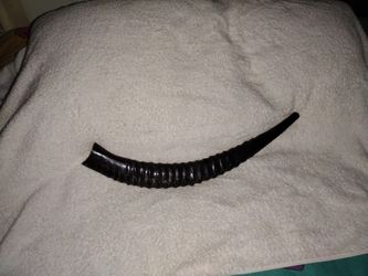 Shofar/ Kosher/Sable