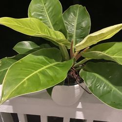 Moonlight Philodendron | 6” Nursery Pot | Tropical Beauty