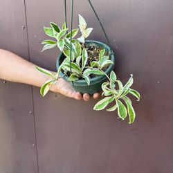 6” hoya suzie q 