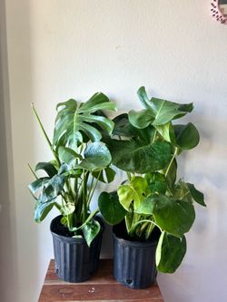 Monstera plant