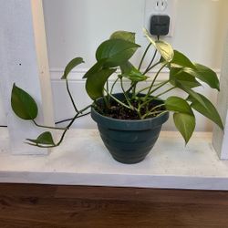 Mature Dark Green Pothos Plant 