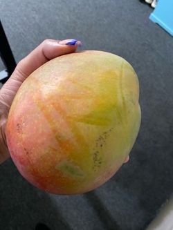Extra Large Mangoes 🥭