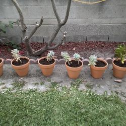 Succulents $10 Each