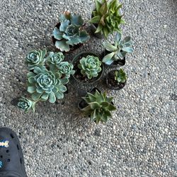 Starter Succulent Pack #4