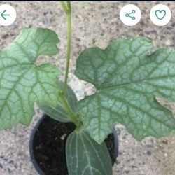 3X Luffa Seedling Plants 6in Also Sponse Mellon