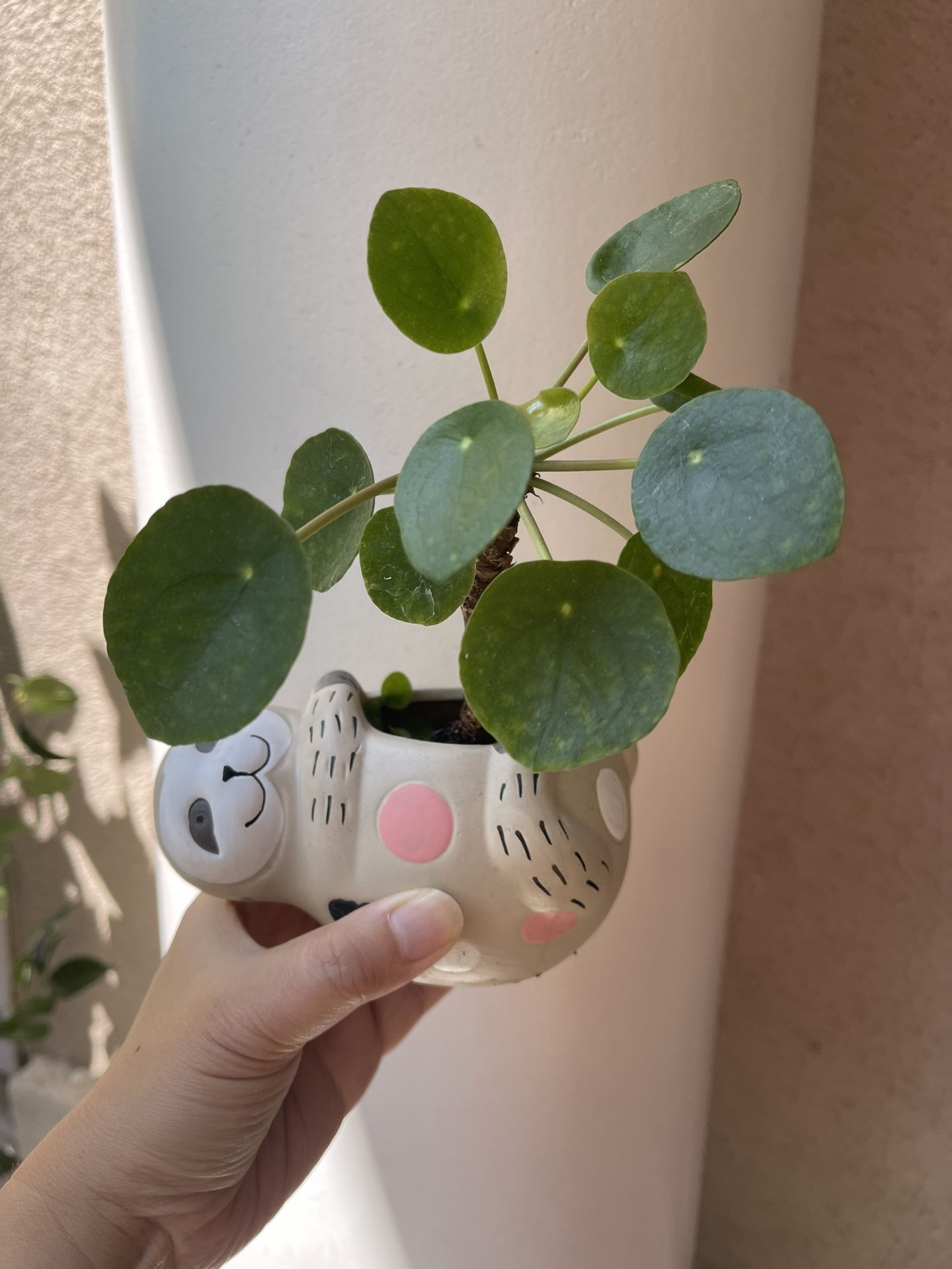 Pilea Plant With Cute Pot