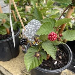 Black Berry Plant With Black Berry
