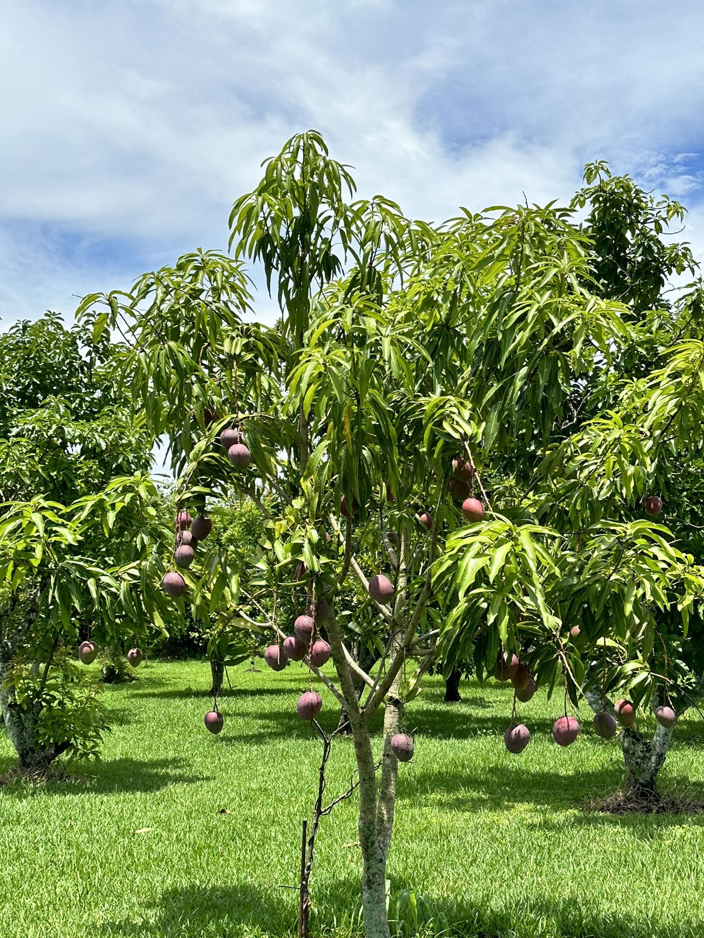 Grafted mango trees for Sale in Miami, FL OfferUp
