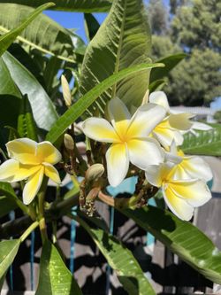 Plumeria Flower Plant