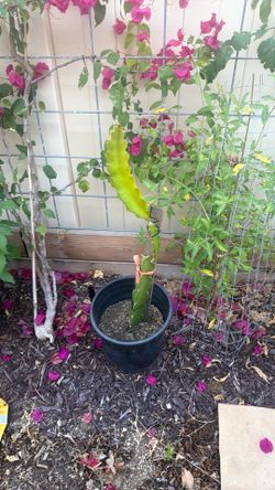 Dragon fruit plant 28 inch tall