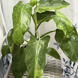 Variegated Philodendron Jose Buono