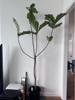 Large Fiddle Leaf