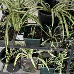 Plants