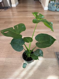 Monstera Deliciosa Live Indoor Plant