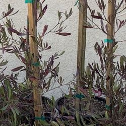 Hopseed Plant In 5 Gallon 15$ Each