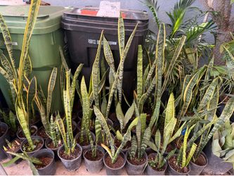 Snake plant