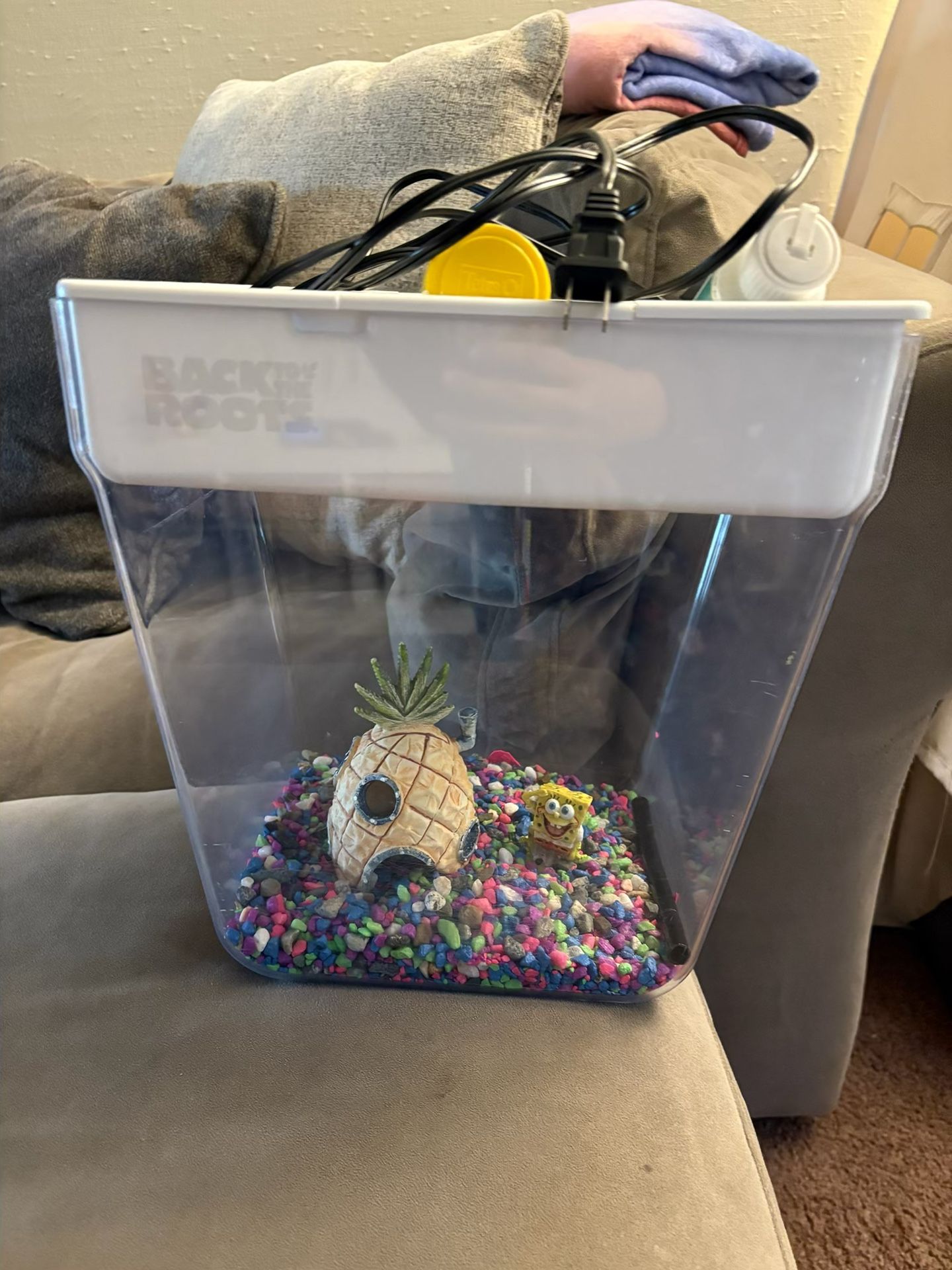 Betta Fish Fish Tank