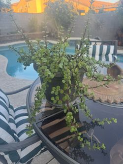Healthy Elephant Bush Succulent Live Plant !