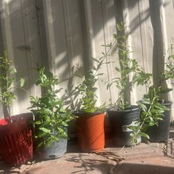 Parfianka Pomegranate Plants 