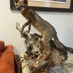 Grey Wolf Rearing Climbing Pose