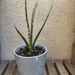 Cylindrical Snake Plant
