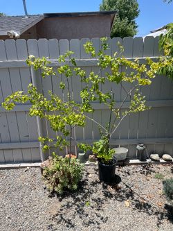 Mulberry Trees
