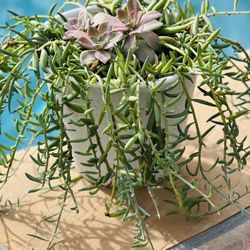 String Banana And Purple Succulent 