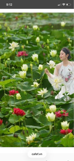 LOTUS PLANTS & LILY PLANTS