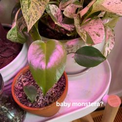 baby monstera deliciosa