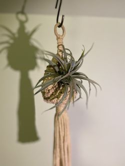 Air plant nest