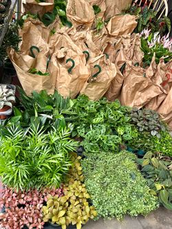 New indoor-plants, houseplants tiệm cây kiểng