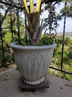 Large size planter with plant $50