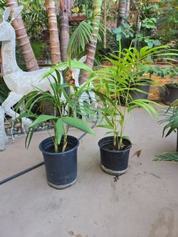 King palm double tree. 2 plants 3 ft. Tall