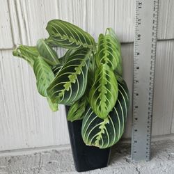 Lemon Lime Maranta Plant