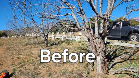 Tree Remover Stump Grinder tree trimmer