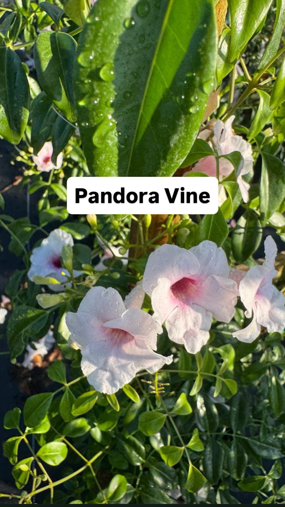 đ¸ Plant: Pandora Vine