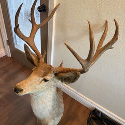 TAXIDERMY REAL MOUNT HUNTING