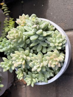 Sedums dasyphyllum “stonecrops” 