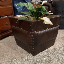 Cool, PLeather Plants Surround Or Shoebox Dot