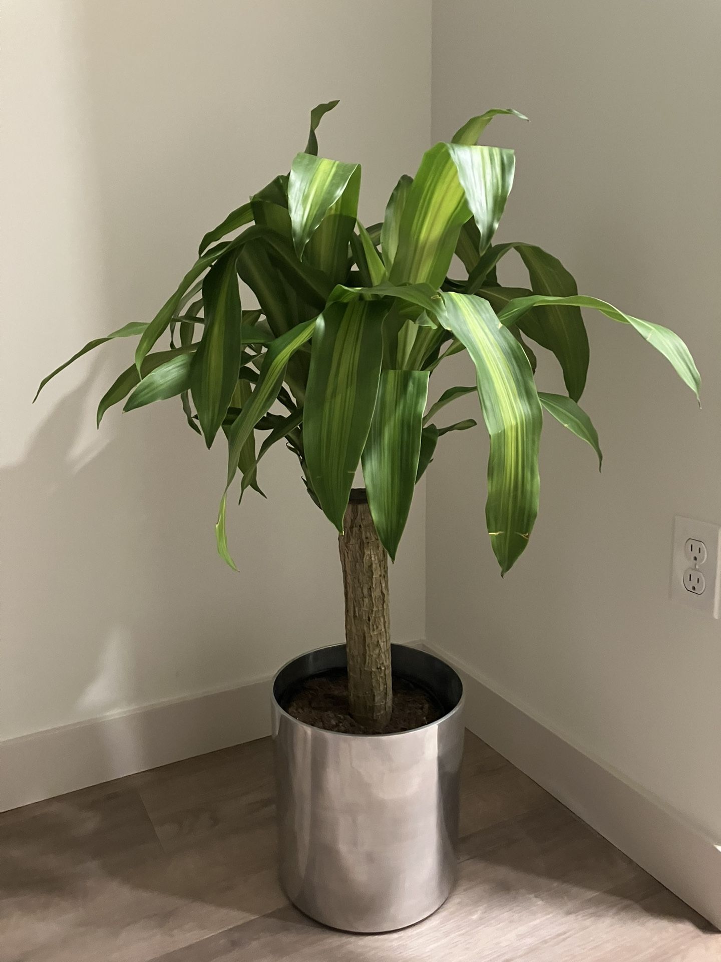 Mass Cane Indoor Plant