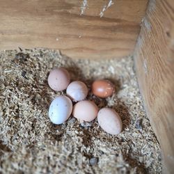 Fresh Eggs 