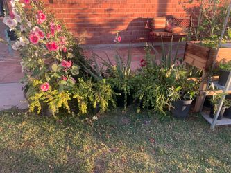 A great assortment of plants